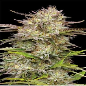 California Haze > Humboldt Seed Company